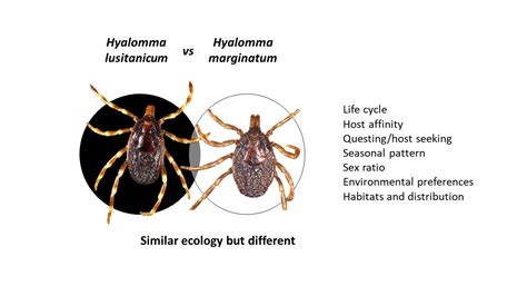 Insects Free Full Text Comparative Ecology Of Hyalomma Lusitanicum And Hyalomma Marginatum