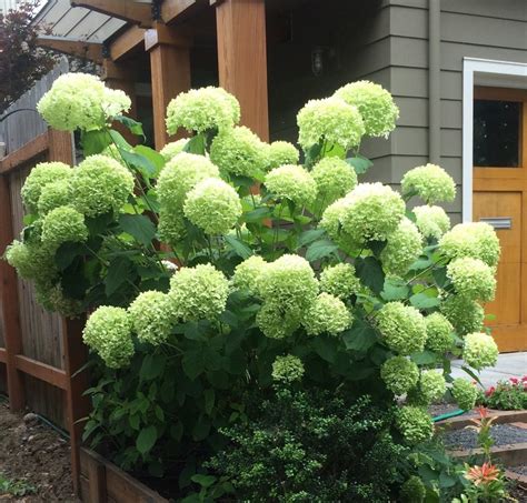 Hydrangea arborescens 'Annabelle' - Xera Plants