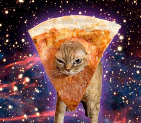 Pizzacat Pizza Cat Space Cat Cute Cats