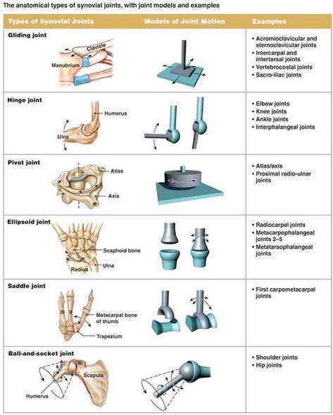 Image result for planar joint | Occupational Therapy | Synovial joint, Human joints, Body anatomy