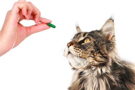 Come Sverminare Il Gatto Riconoscere Ed Eliminare Le Infestazioni Da Vermi