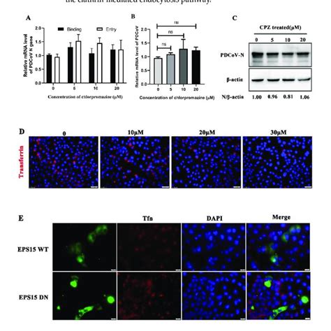 Pdcov Entry Into Pk Cells Relies On Cholesterol A Pk Cells