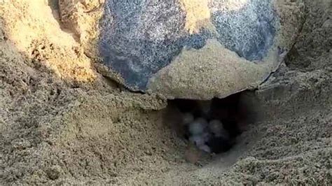 Mass Nesting of Olive Ridley Turtles Begins in Puri