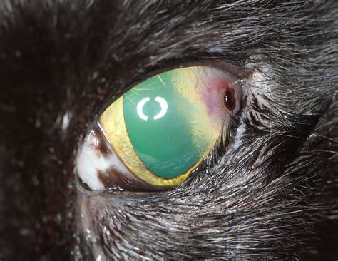 Feline Corneal Sequestrum Diagnosis And Treatment Veterinary Practice