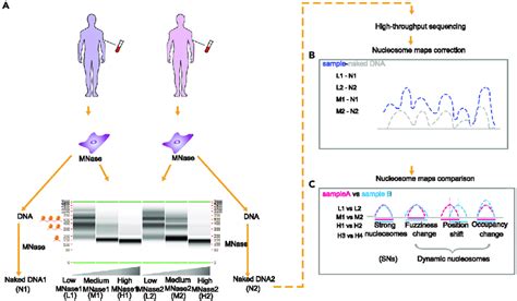 Summary Of Mnase Experiments And Nucleosome Maps Included In The Study