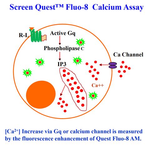 Evaluation Of Flipr Calcium Assays For Screening Gpcr And Calcium