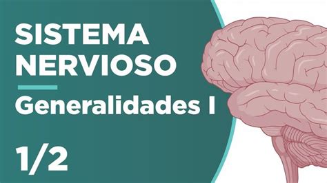 Generalidades Del Sistema Nervioso Parte 1 Anatomía ¡fácil Y Cortito Unani 🧠😉 Youtube