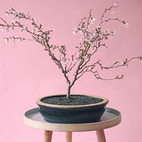 Japenese Sakura Bonsai | Sakura Blossoms in Bonsai | Gulab.pk