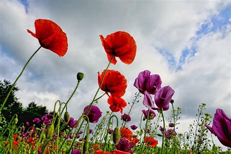 History of the Gladiolus and Poppy – A Look Thru Time