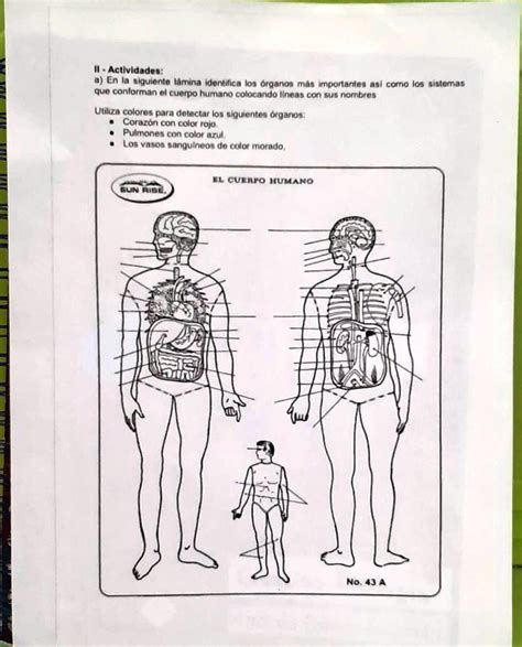 SOLVED Idedentifica los organos más importantes así como los sistemas