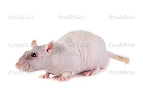 Nude Rat Stock Photo By Cynoclub 31897095