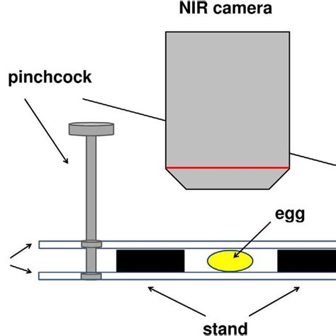 Schematic View Of The Egg Measurement By Nir Spectroscopy And Nir Imaging Download Scientific