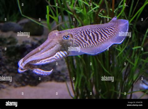 Bright Cuttlefish Swimming In Their Habitat Underwater View Stock