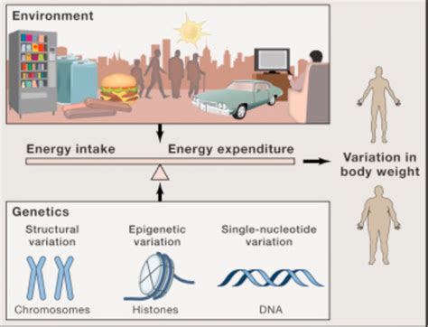 Genetics of Obesity