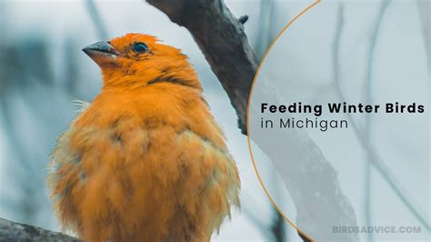 Feeding Winter Birds In Michigan | Birds Advice