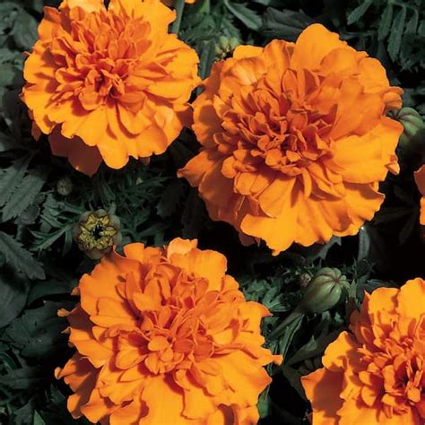 4 In Dwarf French Orange Marigold Plant 9597 The Home Depot