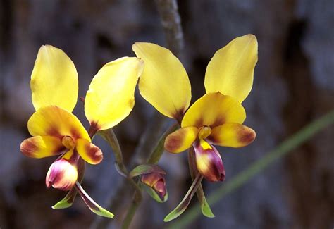 Flores Que Se Parecem Animais Mdig