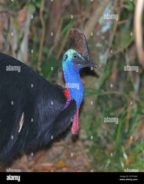 Southern Cassowary Double Wattled Cassowary Australian Cassowary Two Wattled Cassowary