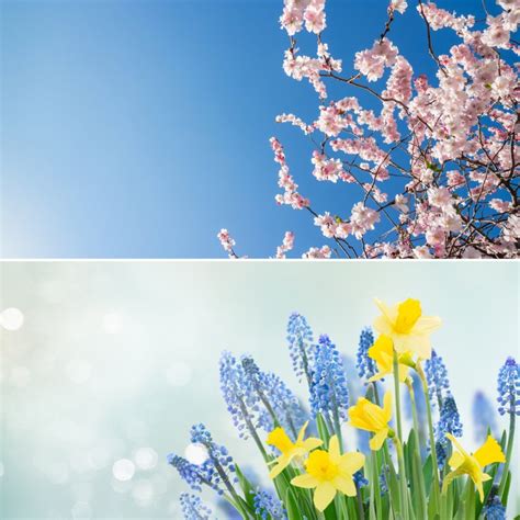 Spring Time Zoom Backgrounds | Images and Photos finder