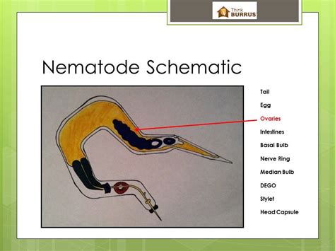 Anatomy Of Nematodes - Anatomy Reading Source