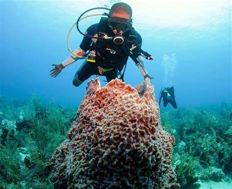 Belize Scuba Diving Tours Glover S Reef Atoll Blue Hole Diving