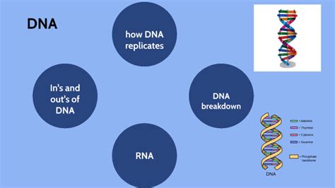 Dna Presentation By James Kerr On Prezi