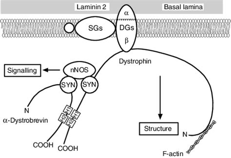 Model Of The Dgc In Skeletal Muscle Extracellular Matrix Components