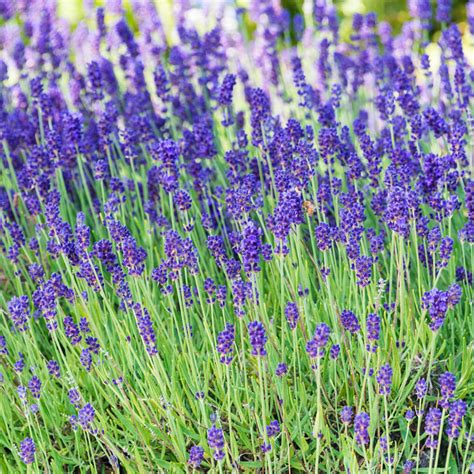 Phenomenal Lavender Gurney S Seed Nursery Co