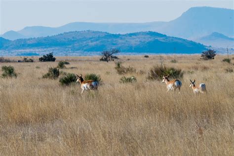 Pronghorn Restoration And Translocation Texas Parks And Wildlife