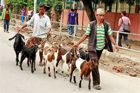 Nfc To Sell 2000 Goats At Subsidised Rate For Dashain The Himalayan