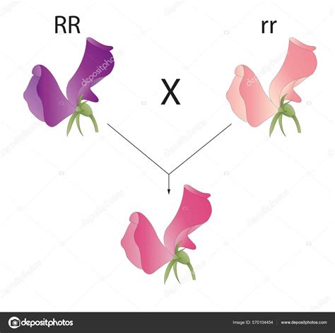 Incomplete Dominance Plant Phenotype Illustration Stock Photo by