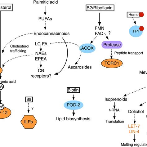 Potential Mechanisms Of Amino Acid Sensing In C Elegans Proposed