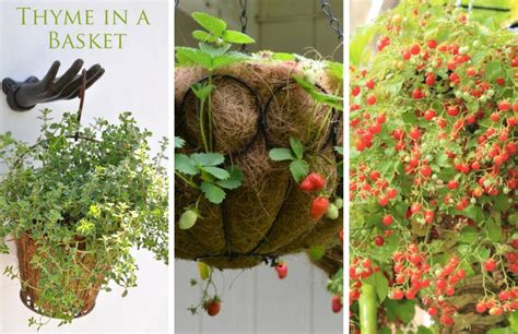 12 Ideal Plants To Choose For Your Hanging Baskets