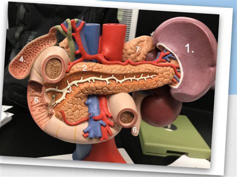 Duodenum Pancreas Spleen Model 1 Diagram Quizlet