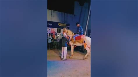 Rajasthani Ghoda Dance चुन्नी में परफ्यूम लगावेrajasthanihorsedance