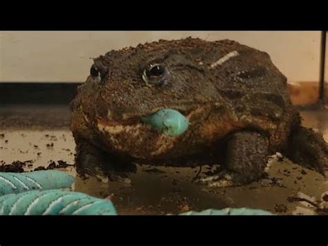 Giant African Bullfrog Eating A Lot Of Hornworms Youtube