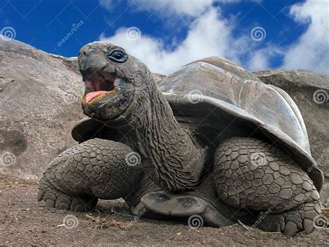 Seychelles Giant Tortoise Stock Photo Image Of Large 35157264