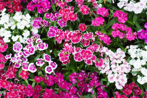 20 Best Flowering Ground Cover Plants | ThatWoWGarden