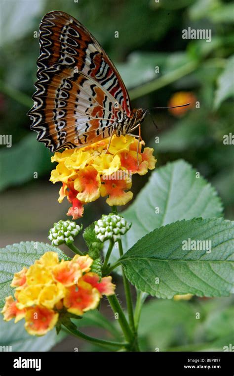 Cethosia Biblis Philippines Butterflies In A Tropical Greenhouse