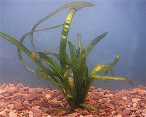 Vallisneria (Vallisneria americana) - Submerged Pond Plant