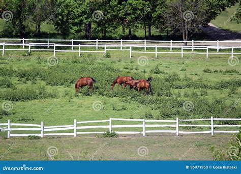 Horses on farm stock photo. Image of pasture, rural, outdoor - 36971950