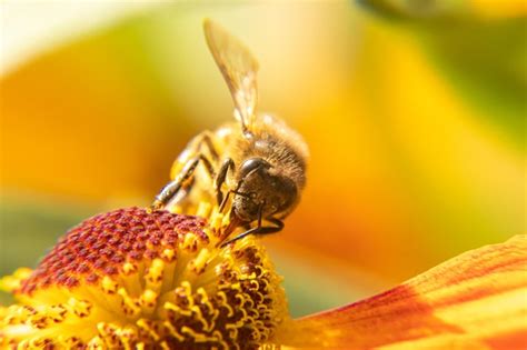 Premium Photo Honey Bee Covered With Yellow Pollen Drink Nectar