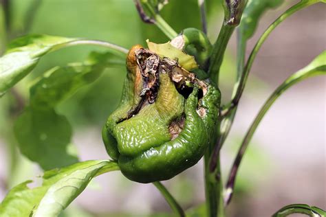 Hilfe Paprika Bekommen Braune Flecken Und Faulen Am Stock