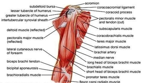 anatomy arm muscles | Anatomy System - Human Body Anatomy diagram and ...