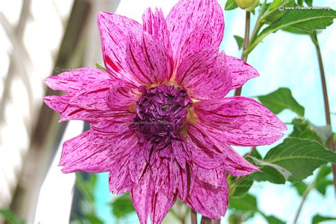 Dahlia Varieties With Names