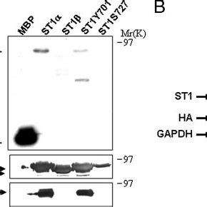 STAT1 Is Phosphorylated Directly With Active ERK On Serine 727 A