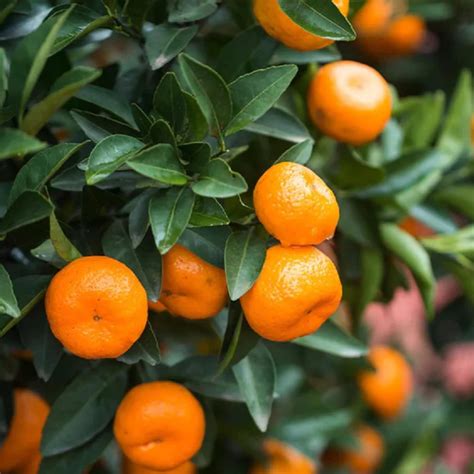 bush orangechinese orange citrus sinensis fruit  plant home