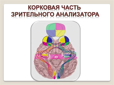 Анализаторы. Функции анализаторов - презентация онлайн