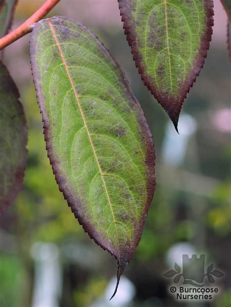 Stachyurus Yunnanensis From Burncoose Nurseries