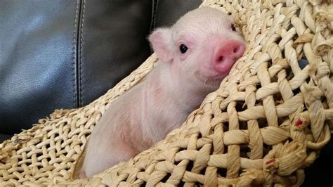 Pin on Teacup Pigs..........soooooo adorable!!!